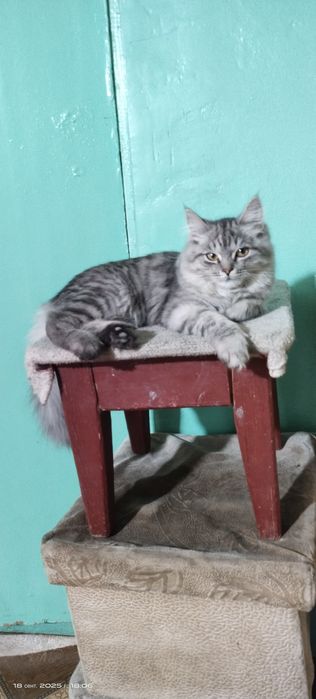 Продается котенок скотиш страйт длиношерстый
