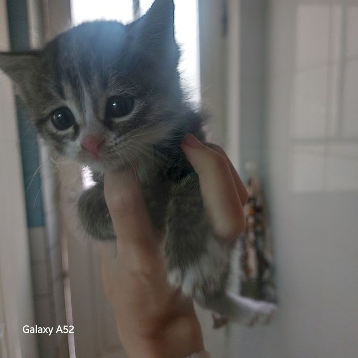 Котенок отдам срочно