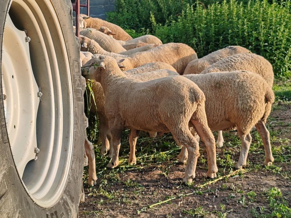 Vând berbeci rasa Texel