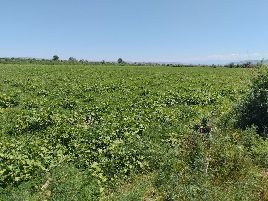 Продам земельный участок