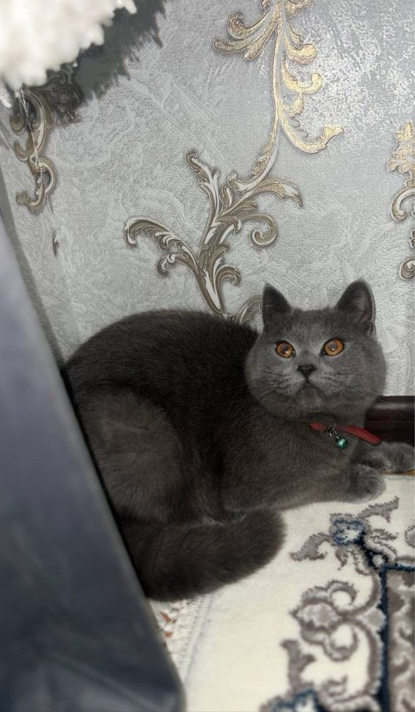 Skotish stariy erkak mushuk viyaskaga