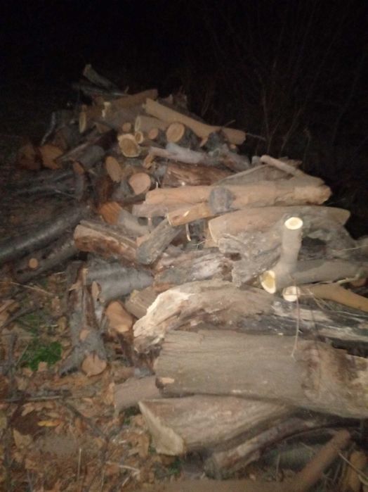 Дрова у́тин тайёр кесилан