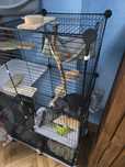 Familie completă de Chinchilla – cușcă + accesorii incluse!