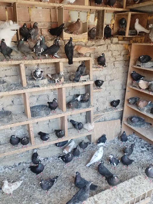 Пазарджишки гълъби