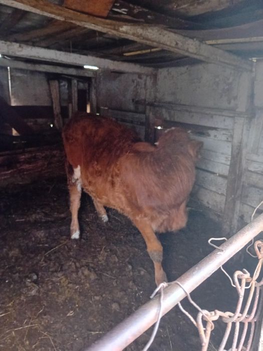 Vând 2 vitele și o vacă