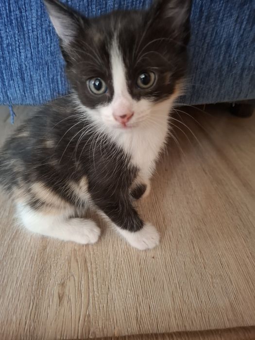 Отдам кошку в добрые руки