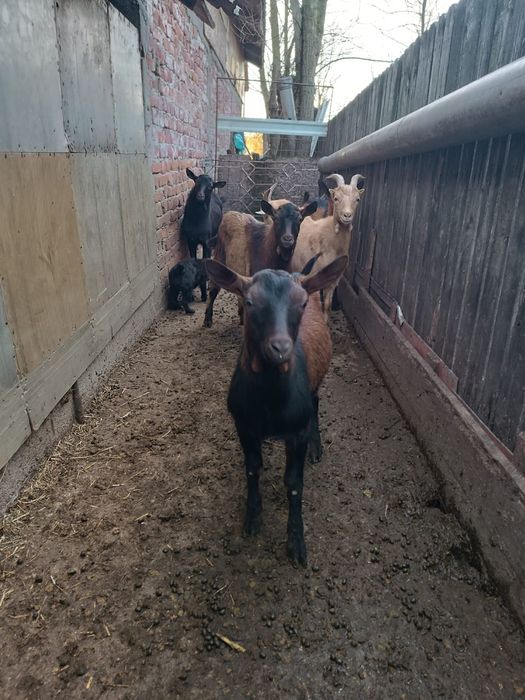 Țapi alpini de vânzare