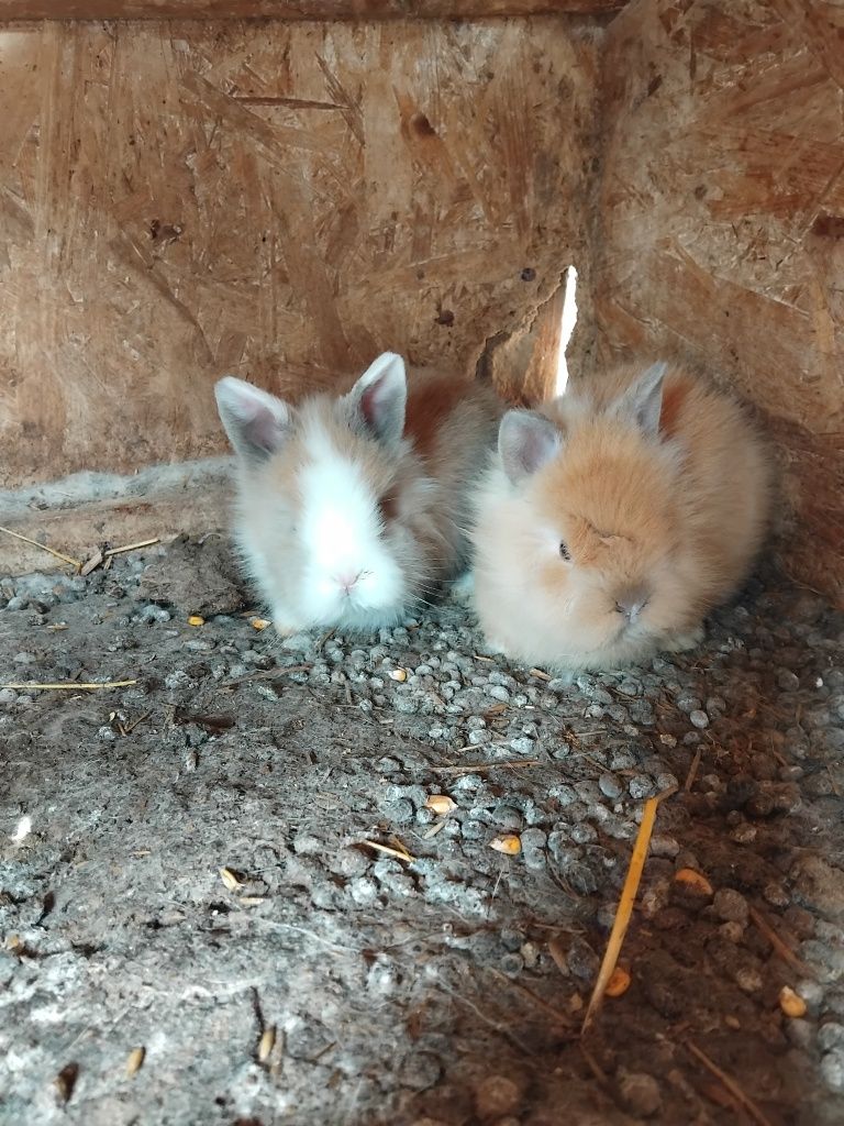 Vând iepuri rasa pitic!