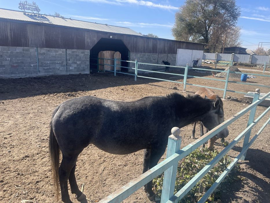 Продажа лошадей породистые