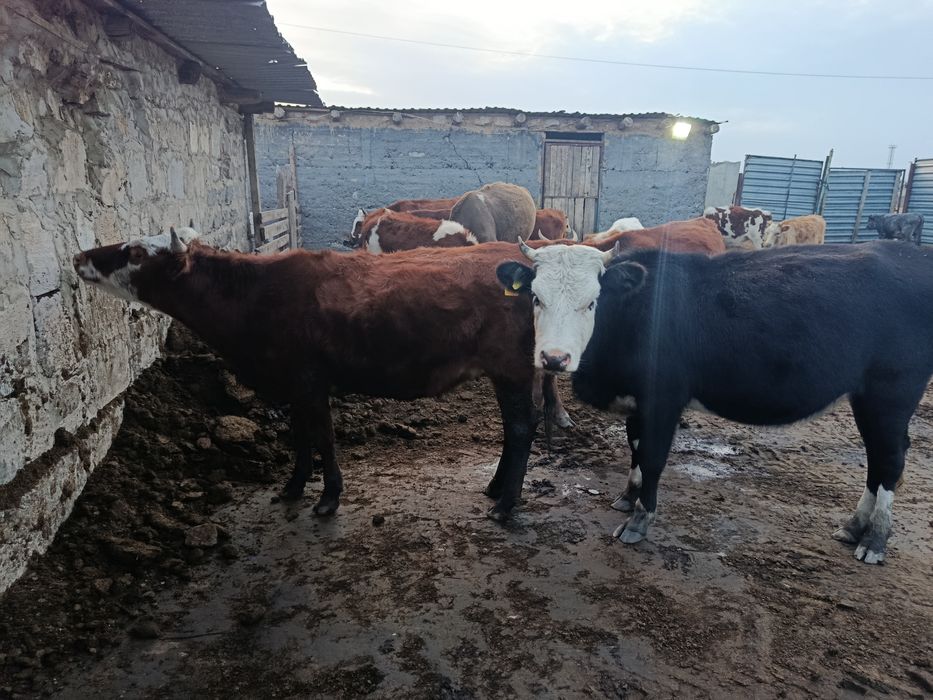 Продается крс продается