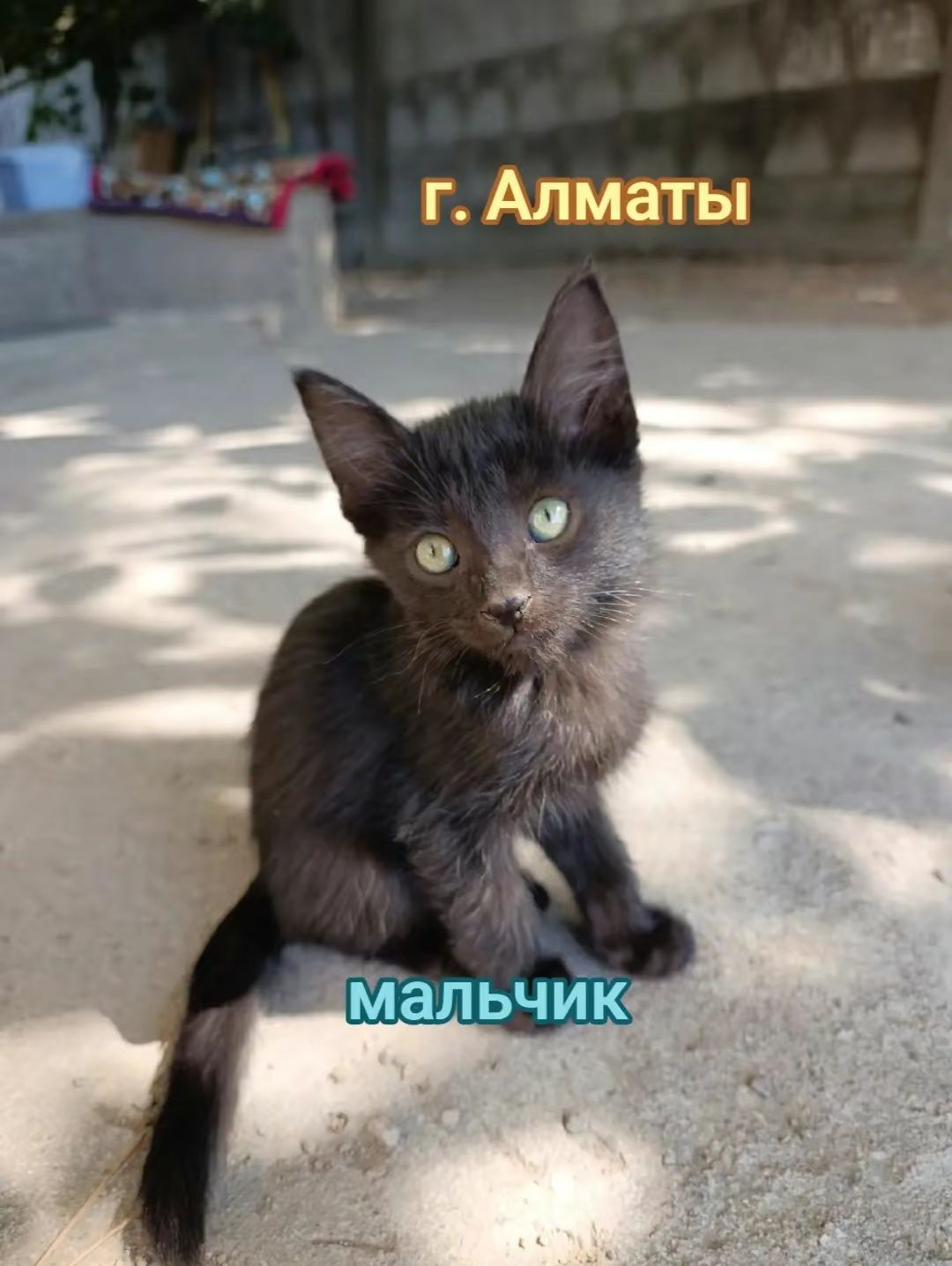 Котята 3 месяца один вислоухий