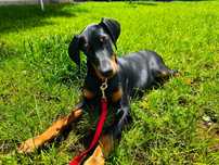 Dobermann femela 4 luni