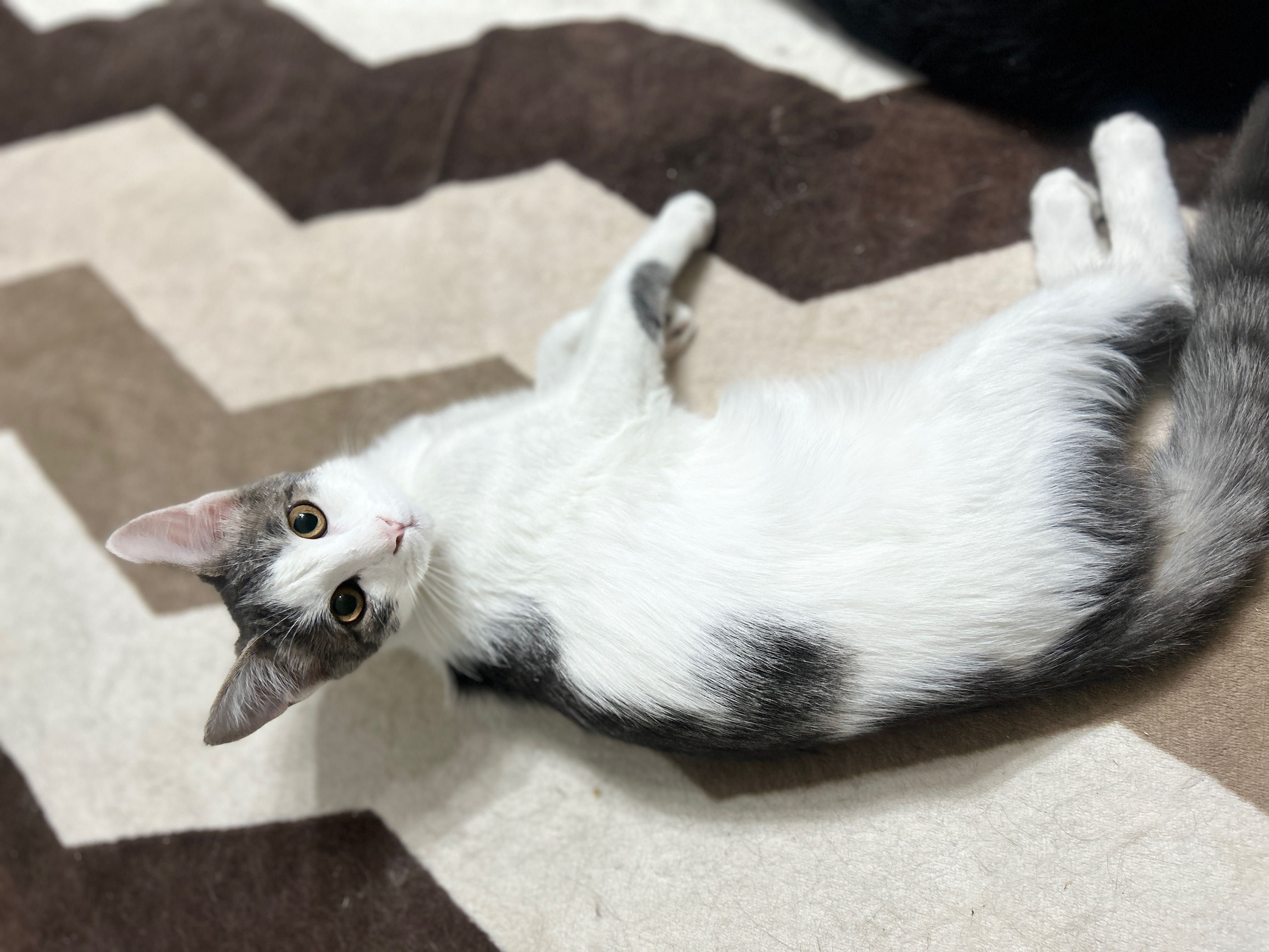 Отдаю котяток в добрые руки !