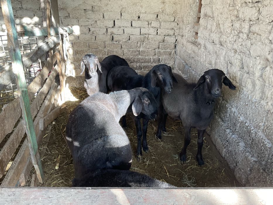 Qöchqorla sotiladi. Qöy göshi 40-50 kg gacga tosh bosadi