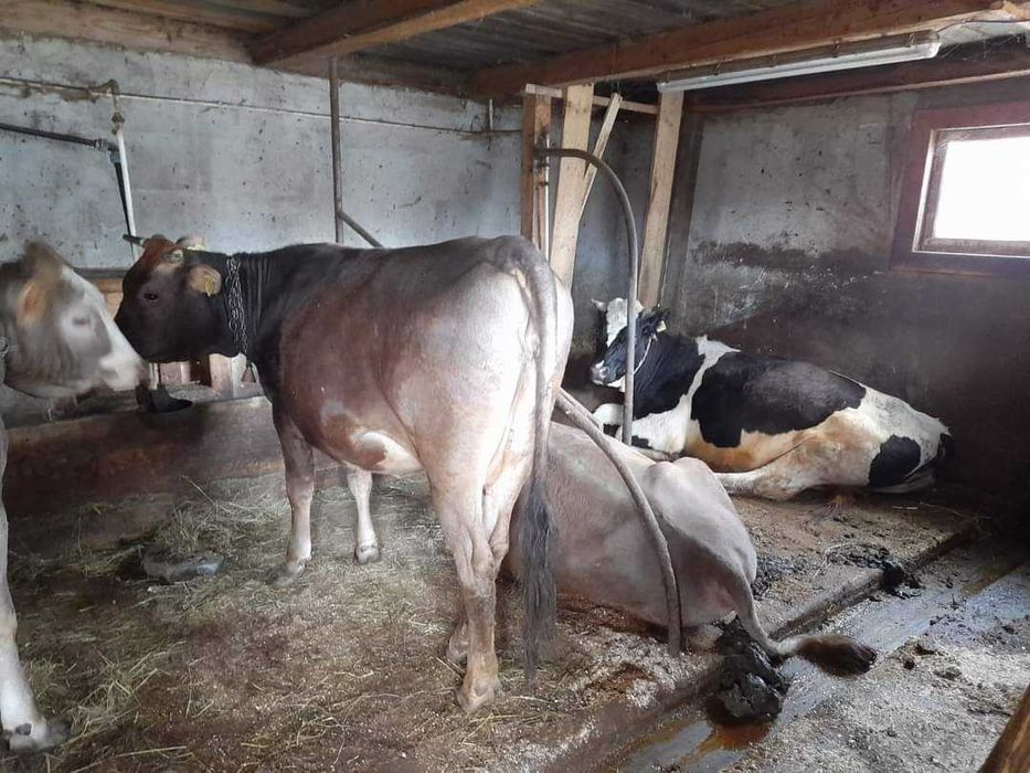 Viței , vaci și taurasi de diferite virste și  kilograme ieftin!!