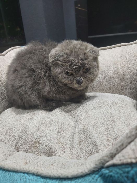 Скоттиш фолд 3 ойлик