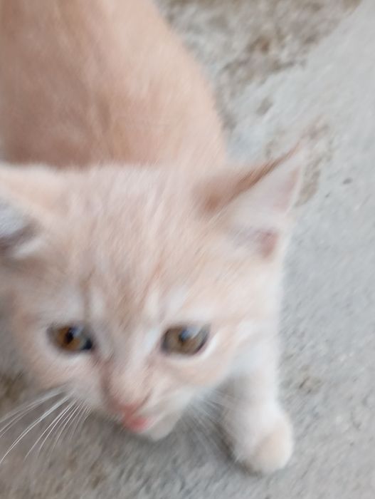 Котята британской породы