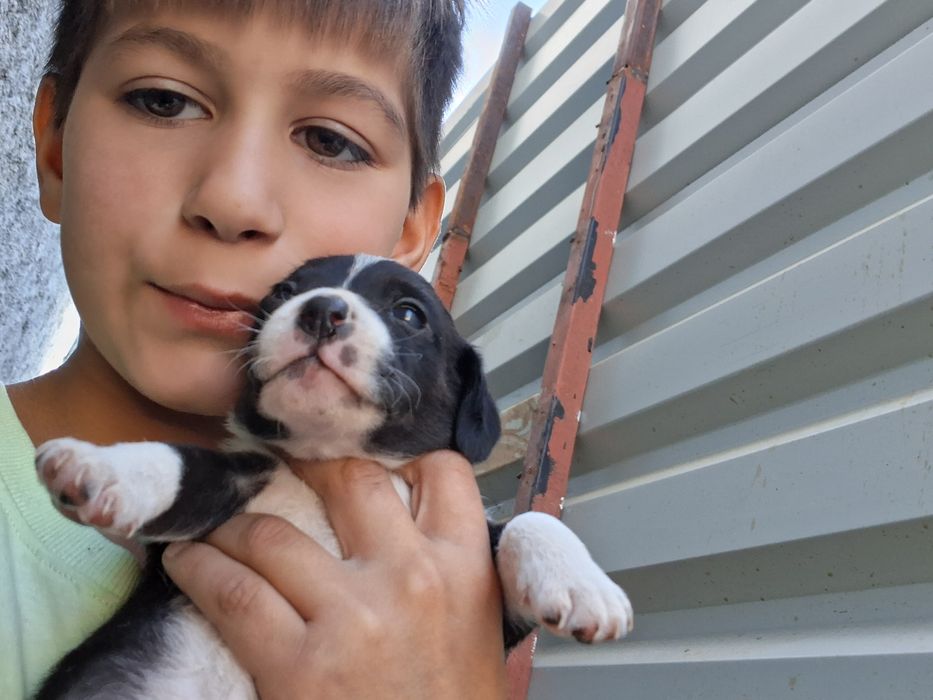 Donez cainii 3 fete 3 baieti