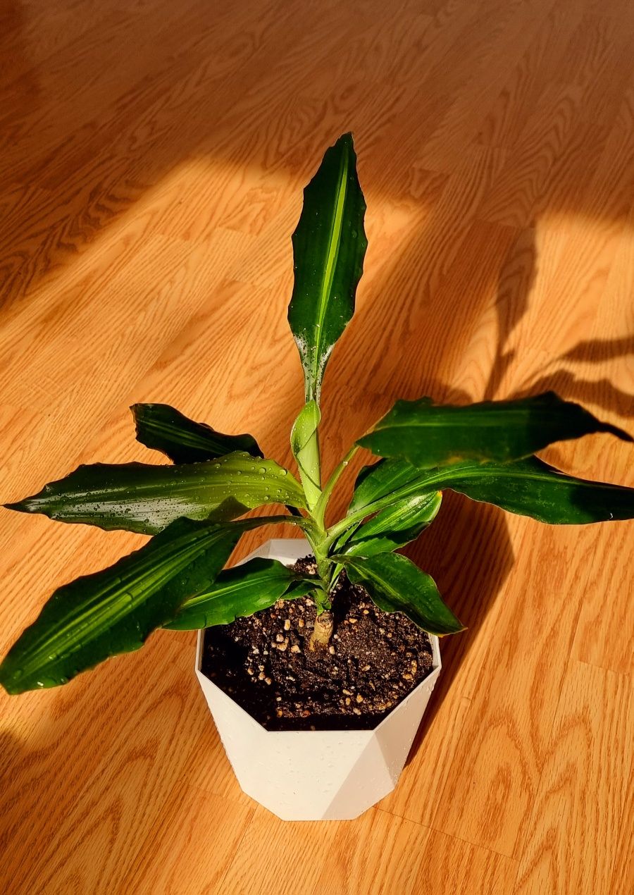 Драцена душистая (Dracaena fragrans)