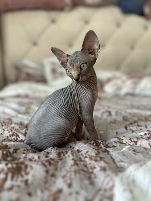 Mascul sfinx de vanzare