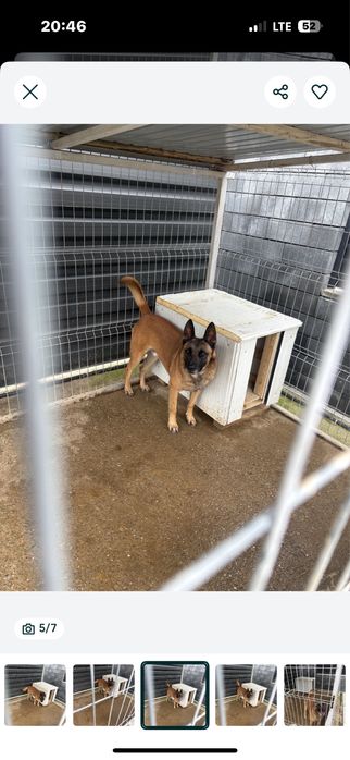 Donez ciobanesc malinois