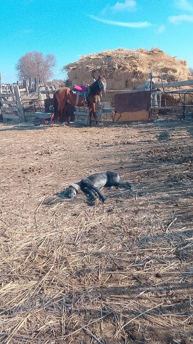 Донен шыгар минис ат