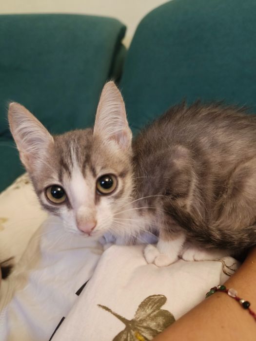 Котята обычные, бесплатно