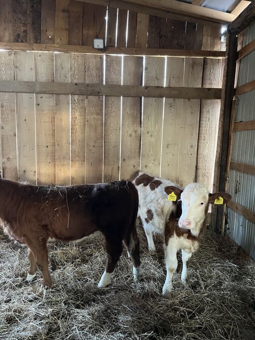 Vând 2 vitele.                .