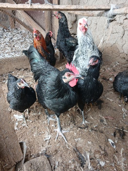 Joja xorozlar xali qichqirmagan sotiladi