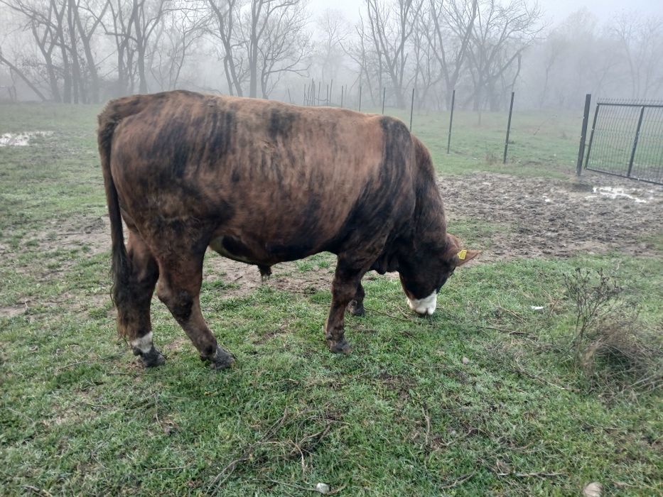 De vânzare un tauras