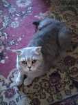 Шотландская вислоухая кошка - ско́ттиш-фолд (Scottish Fold)  МОТЯ