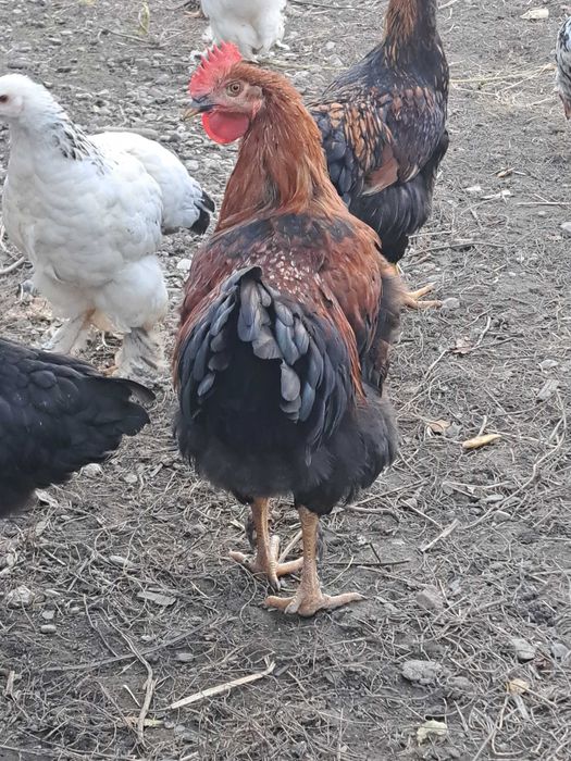 Schimb cocoș Marans cu puicuță Marans