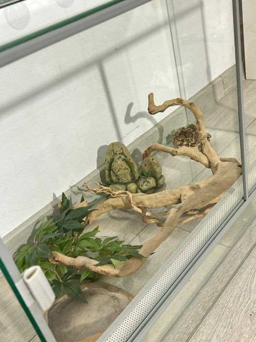 Terariu de Sticlă cu Ventilație Superioară și Decor Natural