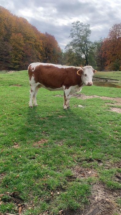 Vacă Bălțată Românească - o fătare, tânăra, sănătoasă, județ Argeș