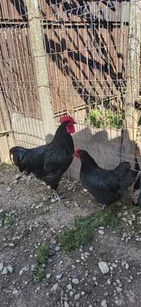 Vând oua australorp