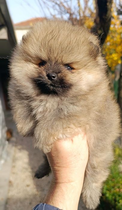 Померан, мини померан