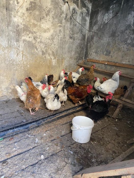 Тауықтар сатылады