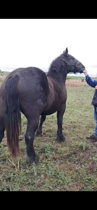 Vând manza de un an și 10 luni