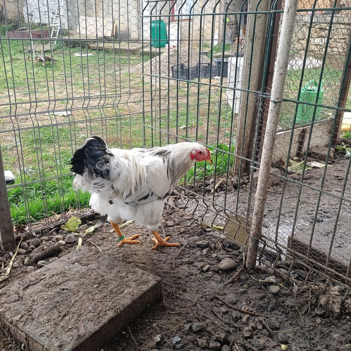 Cocos Sussex cu Adler