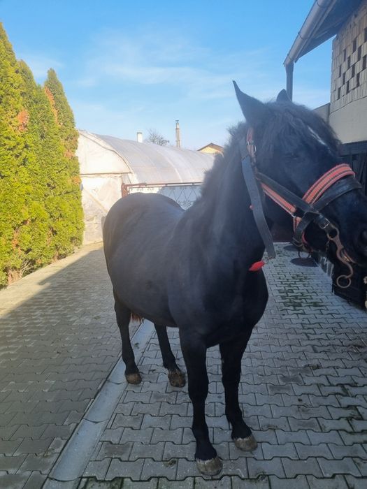 Iapa tânâră caută alt stăpân ( 1 an si 6 luni )