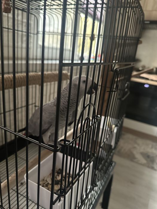 Продается  годовалый гоаорящий попугай Жако