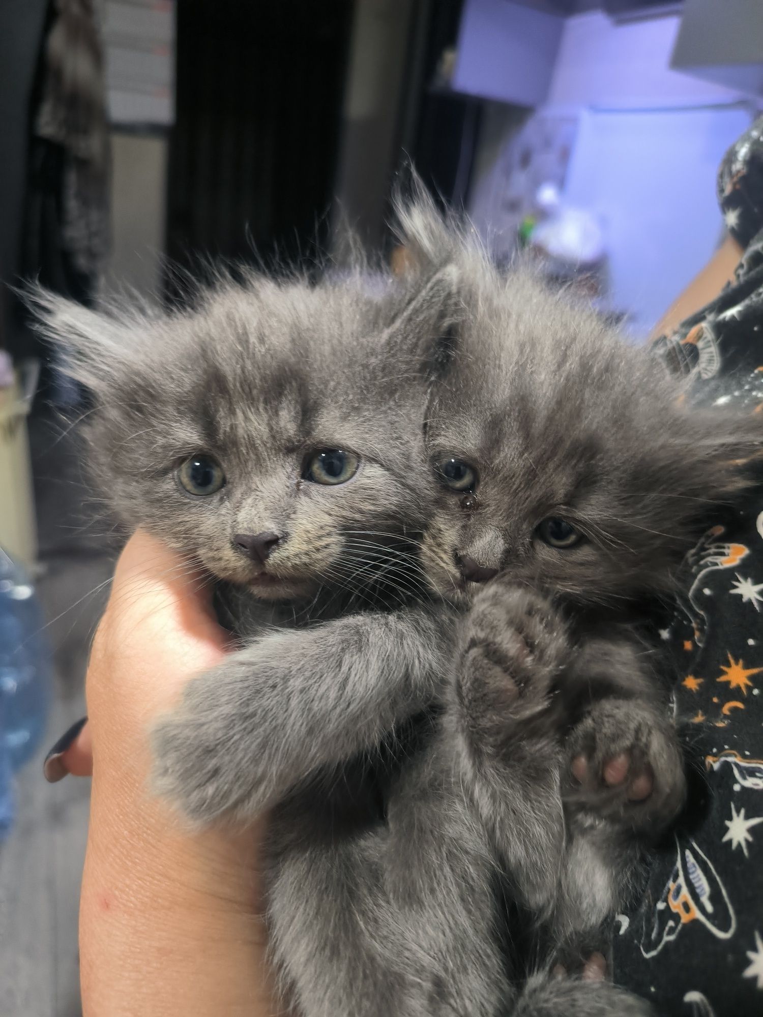 Продаются чудесные котята,приученные к лотку,кушают сами.