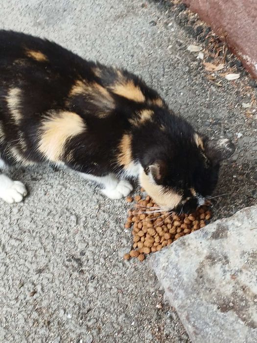 Женско котенце търси дом