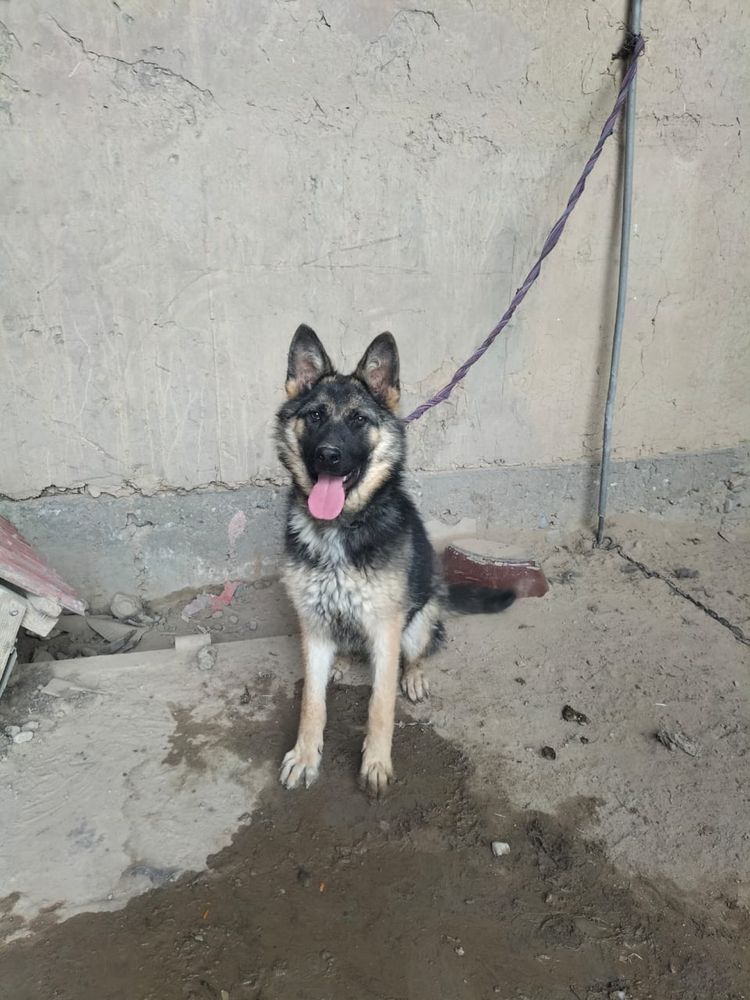Таза тұқымды неміс овчаркасы