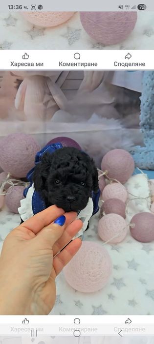 Мини пудел с родословие- 5 поколения назад