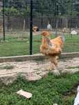 Cocoși Brahma Columbian galben albastru