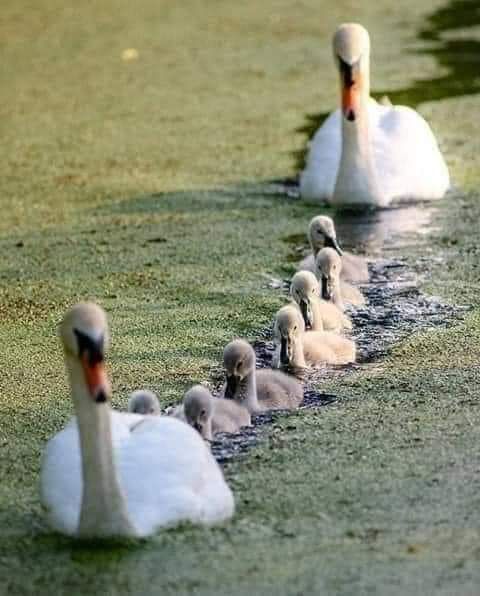 Excursie Delta Dunării