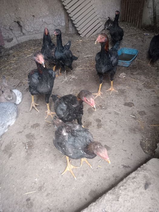 Dakan xoʻrozlar sotiladi