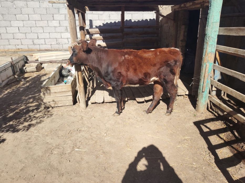 Кашар сиыр сатылады багасы келисимди