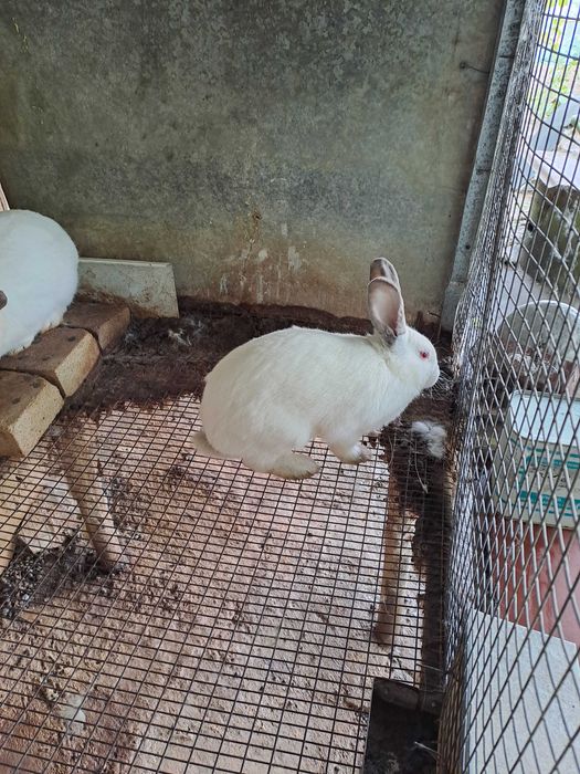 Зайци калифорнийски